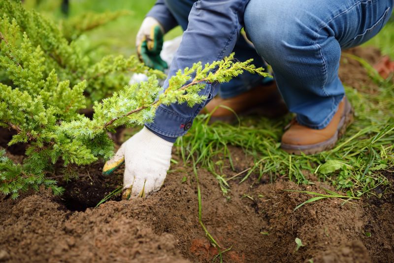 Pine Tree Planting in Honolulu, HI